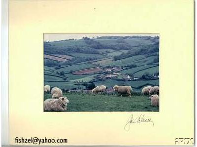 Nice Sheep Photo