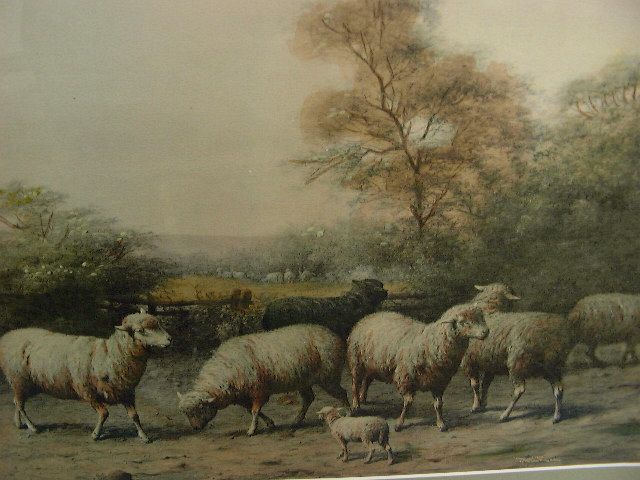 Nice Sheep Picture