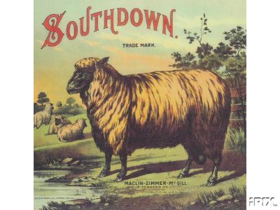 Nice Southdown Ewe