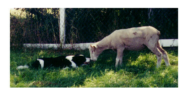 Nose To Nose BC and Sheep