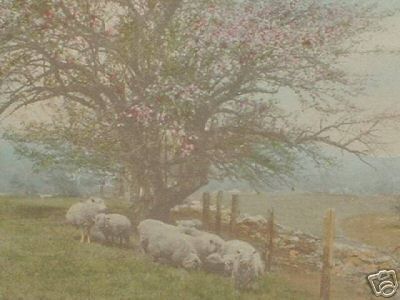Nutting Sheep Spring