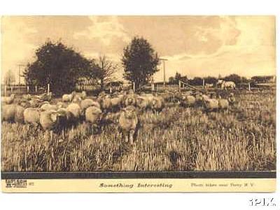 Ny Sheep Postcard