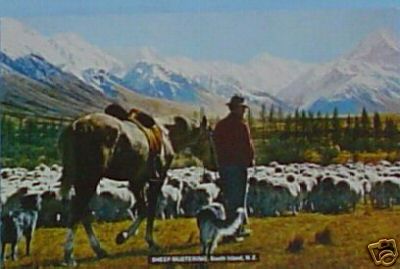 Nz Flock with Shepherd