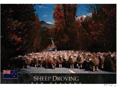 Nz Sheep Droving
