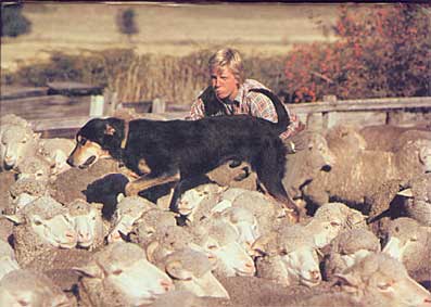 Nz Working Dog Sheep