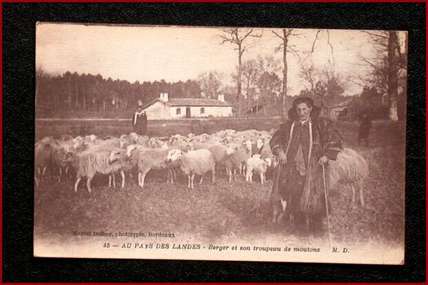 Old French Postcard Shepherd and Flock