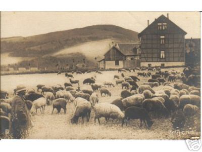 Old German Sheep Pc