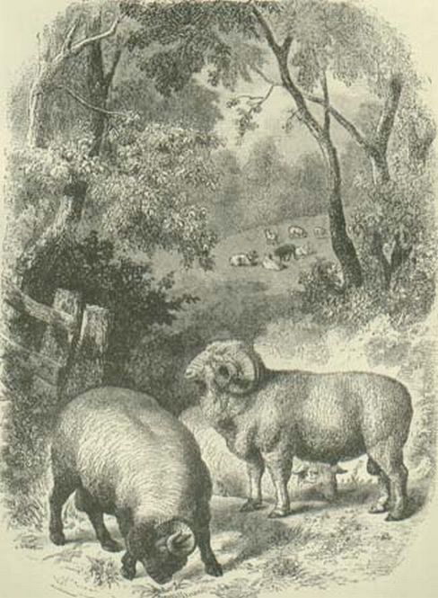 Old Merino Rams