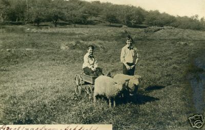 Old PC Sheep Pulling Cart