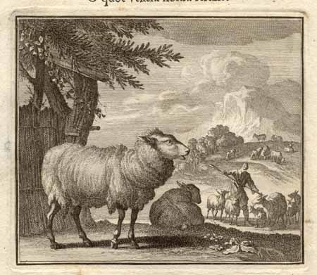 Old Sheep Etching1