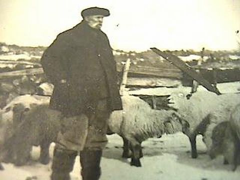 Old Sheep Farmer with Sheep