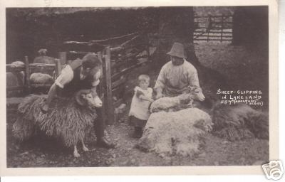 Old Sheep Shearing PC