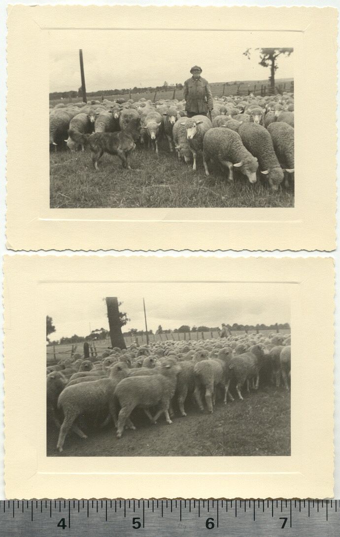 Old Shepherd with Dog and Sheep