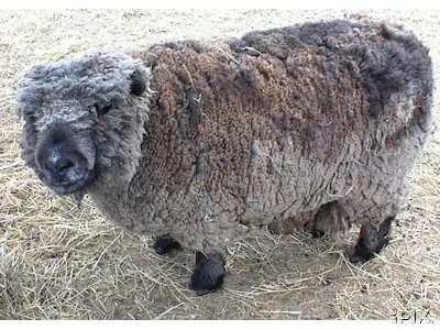 Olde English Babydoll Southdown