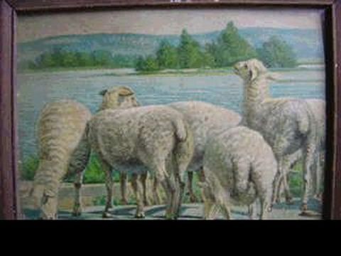Older Ewe Lambs