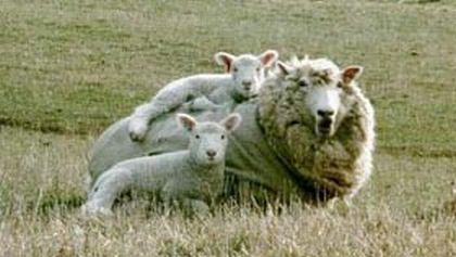 Over and Under Sheep