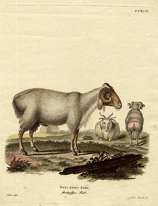 Ovis Aries Sheep