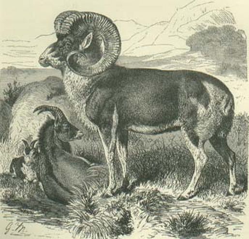 Pamir Wild Sheep