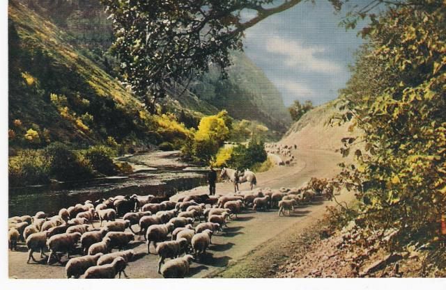 Paradise For Sheep Provo Canyon Utah PC