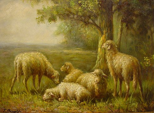 Pastorial Sheep