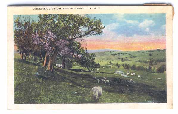 Pastoral Sheep Postcard