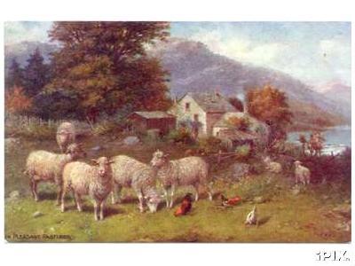 Pastorial Sheep with Chickens
