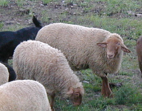 Patrick10Mos Tunis Ram Lamb