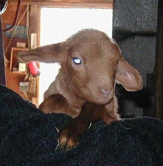 Patricktunis Ram Lamb