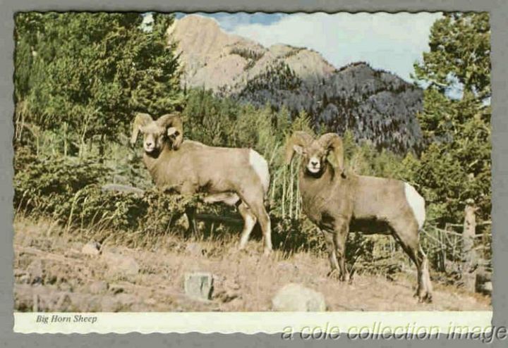 Pc 2 Bighorn Rams