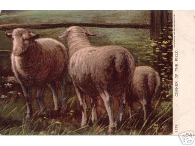 Pc 2Ewes 1 Lamb
