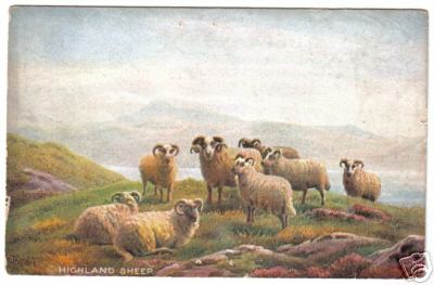 PC Highland Rams Sheep