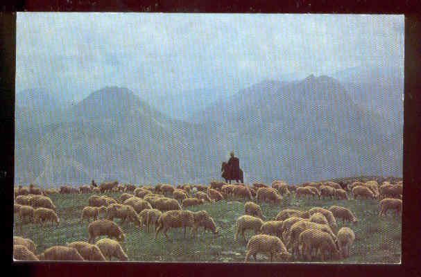 Pc Rider and Sheep in Ussr