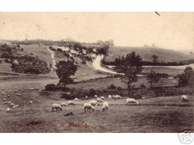 Pc Sheep Grazing on Common