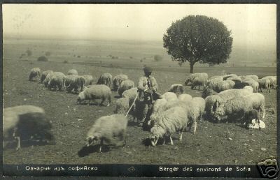 PC Sheep in Bulgaria