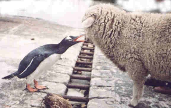 Penguin and Sheep