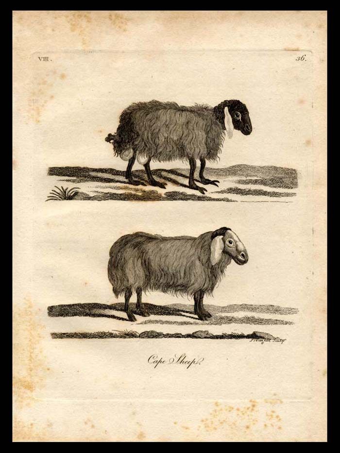 Pennant Cape Sheep Print 1793