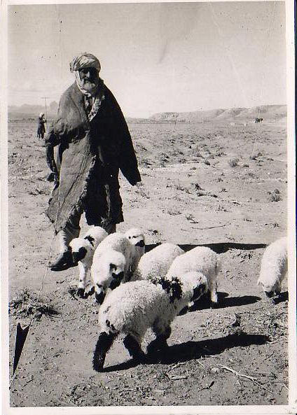 Persian Shepherd with Little Sheep