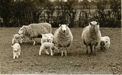 Photo 3 Sheep with Their Lambs