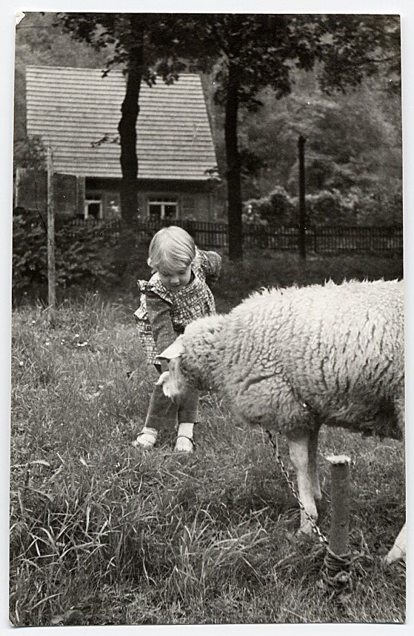 Photo Little Girl Feeding Sheep