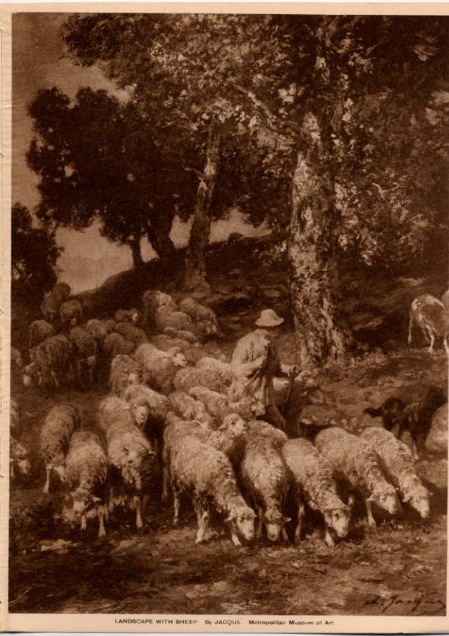Photogravure Sheep