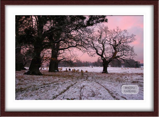 Pink Sky and Sheep Grazing South Derbyshire