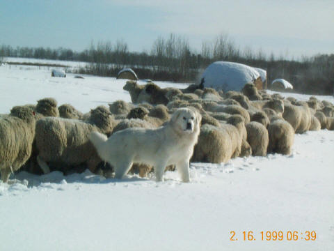Polish Tatra Guards Her Flock
