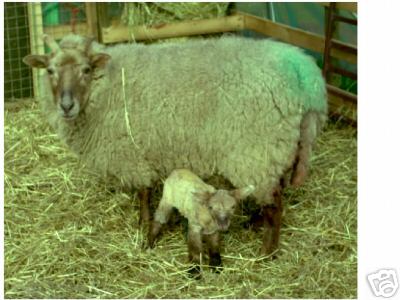 Portland X Suffolk Ewe with Lamb