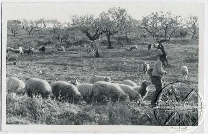 Portugal Shepherd and Sheep Flock