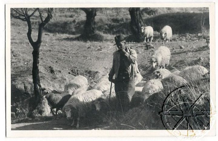 Portugal Shepherd and Sheep