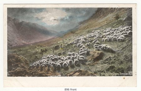 Post Card Sheep