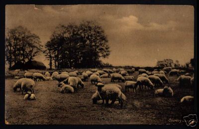 Postcard By Tuck Sheep Shepherdess Bells Lamb Art 1