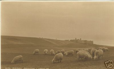 Postcard Gv Sheep Roedean Brighton