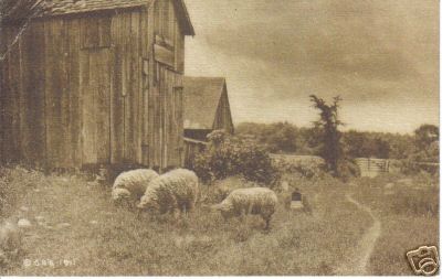 Postcard Sheep Grazing