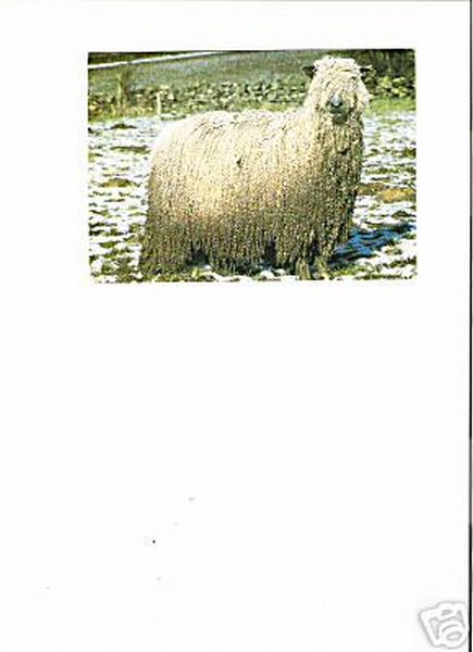 Postcard Wensleydale Sheep